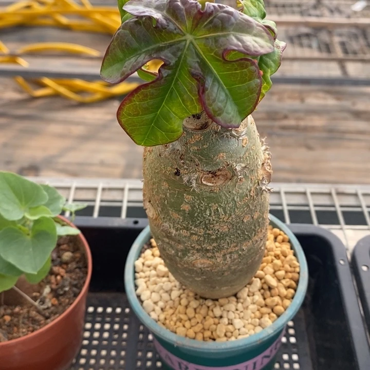 伯克利和格蕾纳等著名音乐家