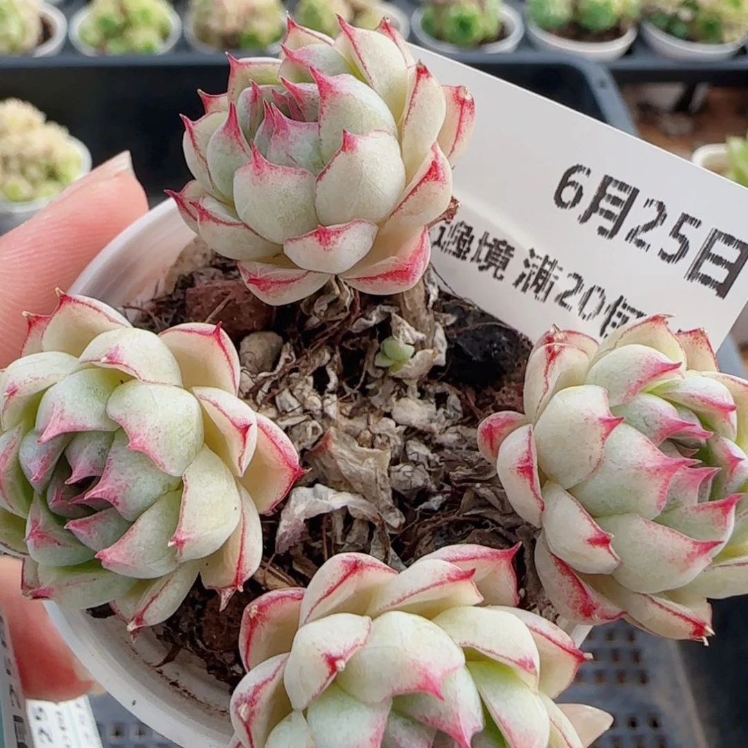花语逸镜0625-02开播福利女王