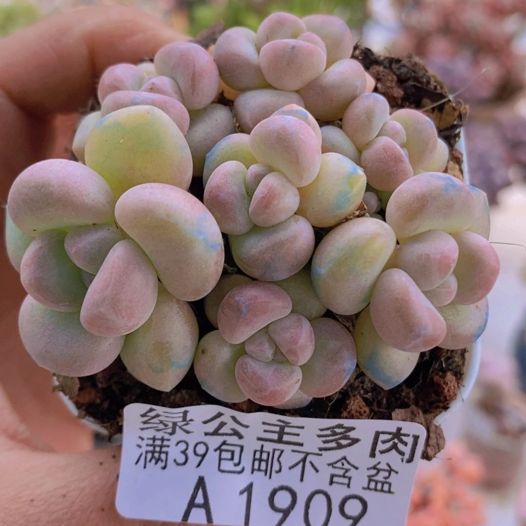 萤火虫6cm1909多肉植物