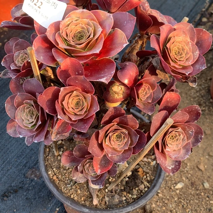022玫瑰多肉植物特价