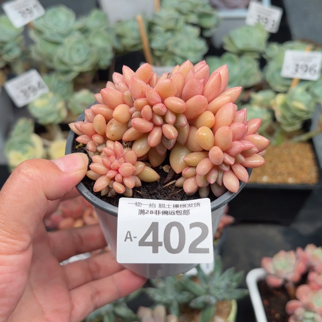 桃花源缀化多肉多