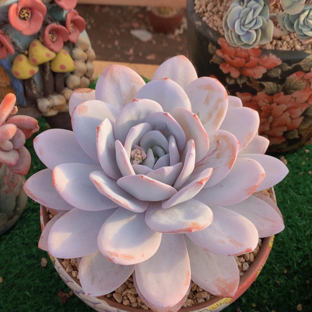 雪莲16 公分一物一拍