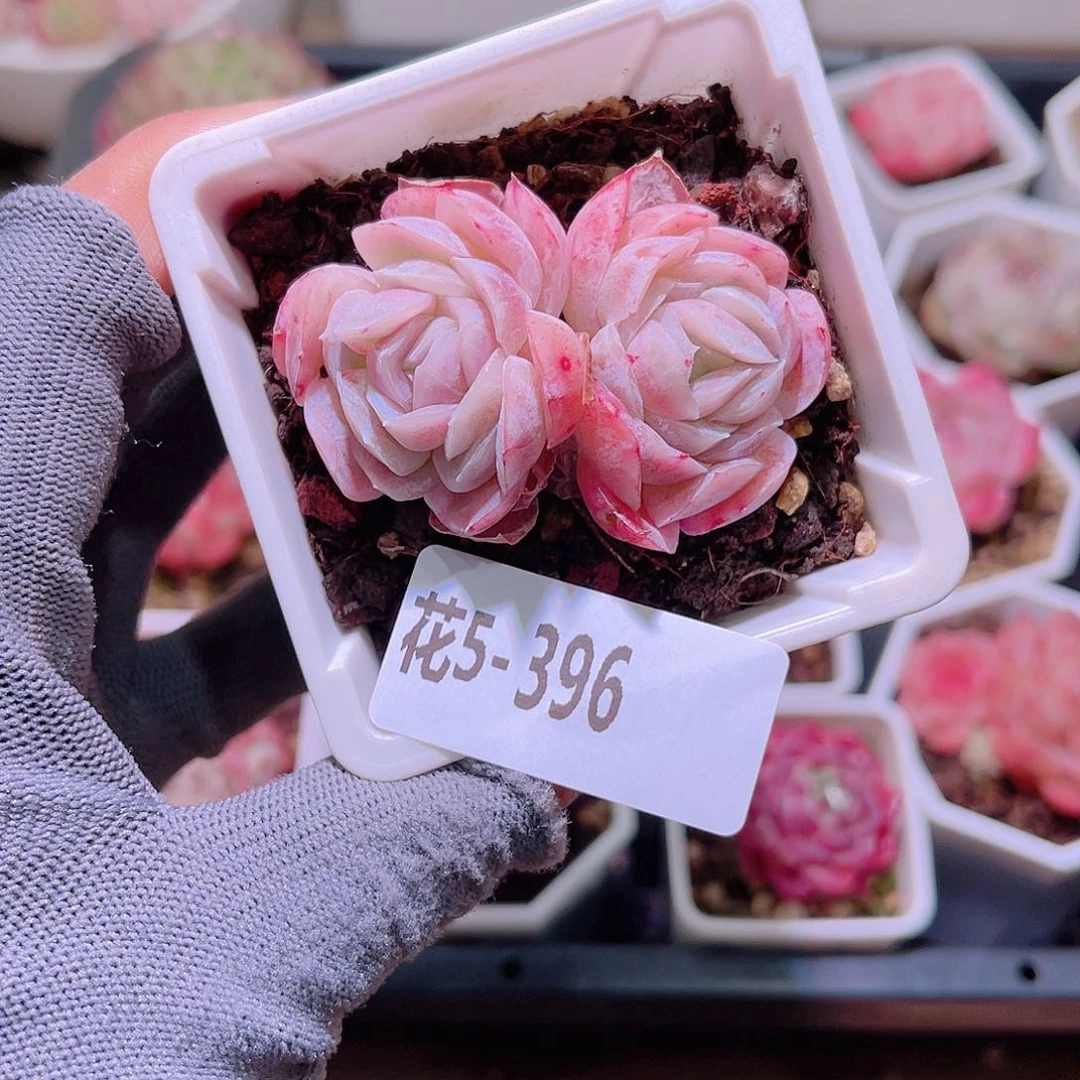 花05-396西娜双头