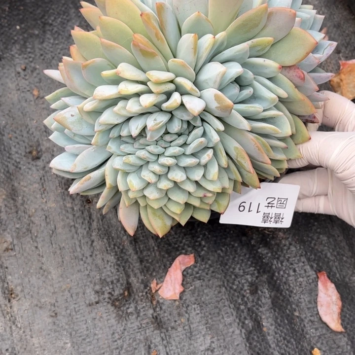 119梦露缀多肉植物