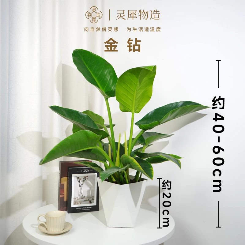 【灵犀物造】大叶金钻盆栽叶片大张植物桌面装饰懒人绿植