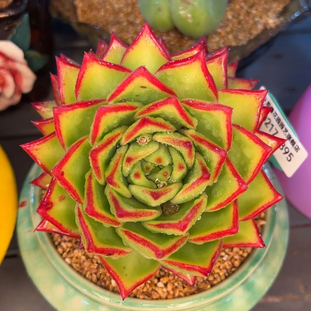 从前慢多肉精选编号0217.395