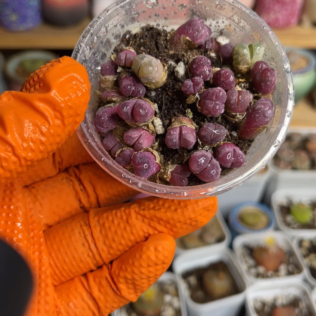 多肉植物一物一拍64