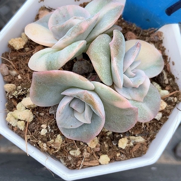 多肉植物可爱玫瑰锦a7