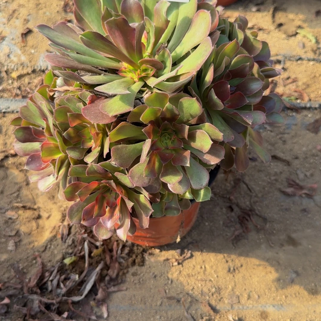 544，洛神。多肉植物