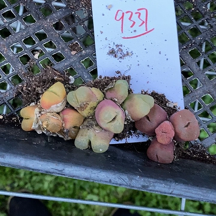 9337。   一组。 一组。