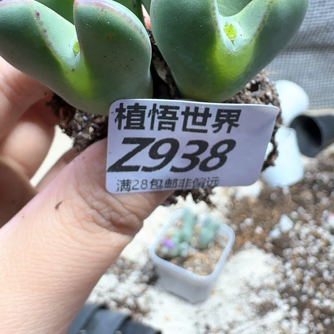 多肉植物的润泽fbb