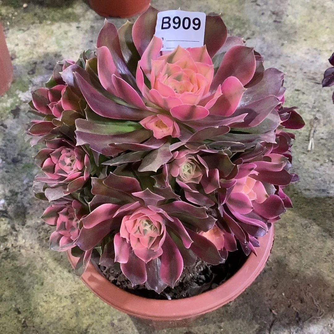 香妃多肉植物909