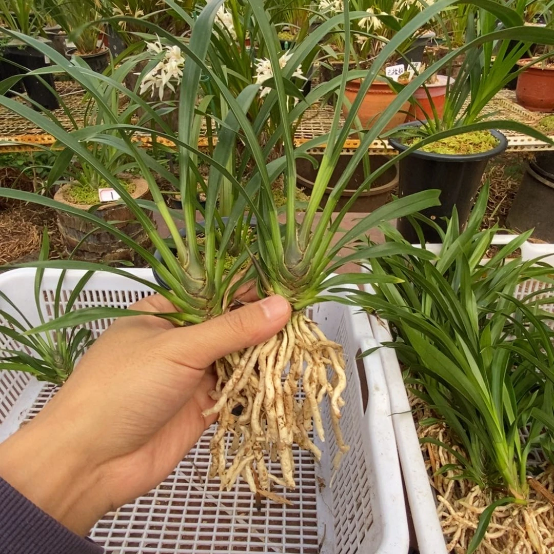 完全开放3彩瓣红嘴鸥