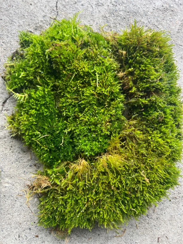 新鲜干苔藓适用于蝴蝶兰乌龟冬眠及微景观植物铺面