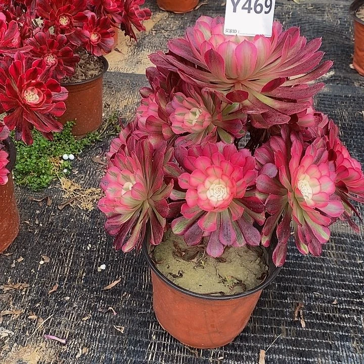 心**海红469？。