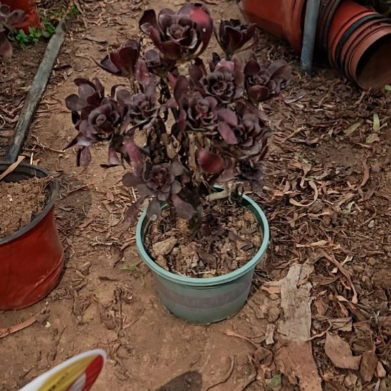 ****万圆叶加急发货法师18