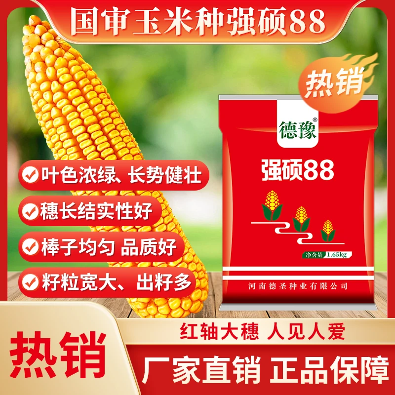 国审强硕88高产玉米种子穗超大粒多根系发达抗倒伏不挑地