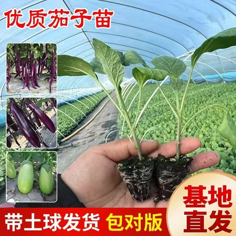 高产茄子秧苗紫长茄子苗黑长茄苗杭茄苗紫圆茄苗青茄苗白茄苗盆栽