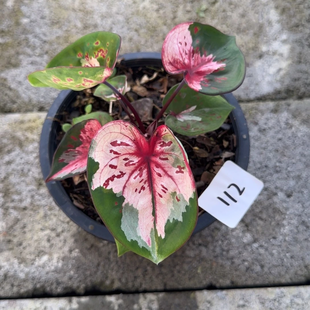 好**糖泰国彩叶芋112-1105