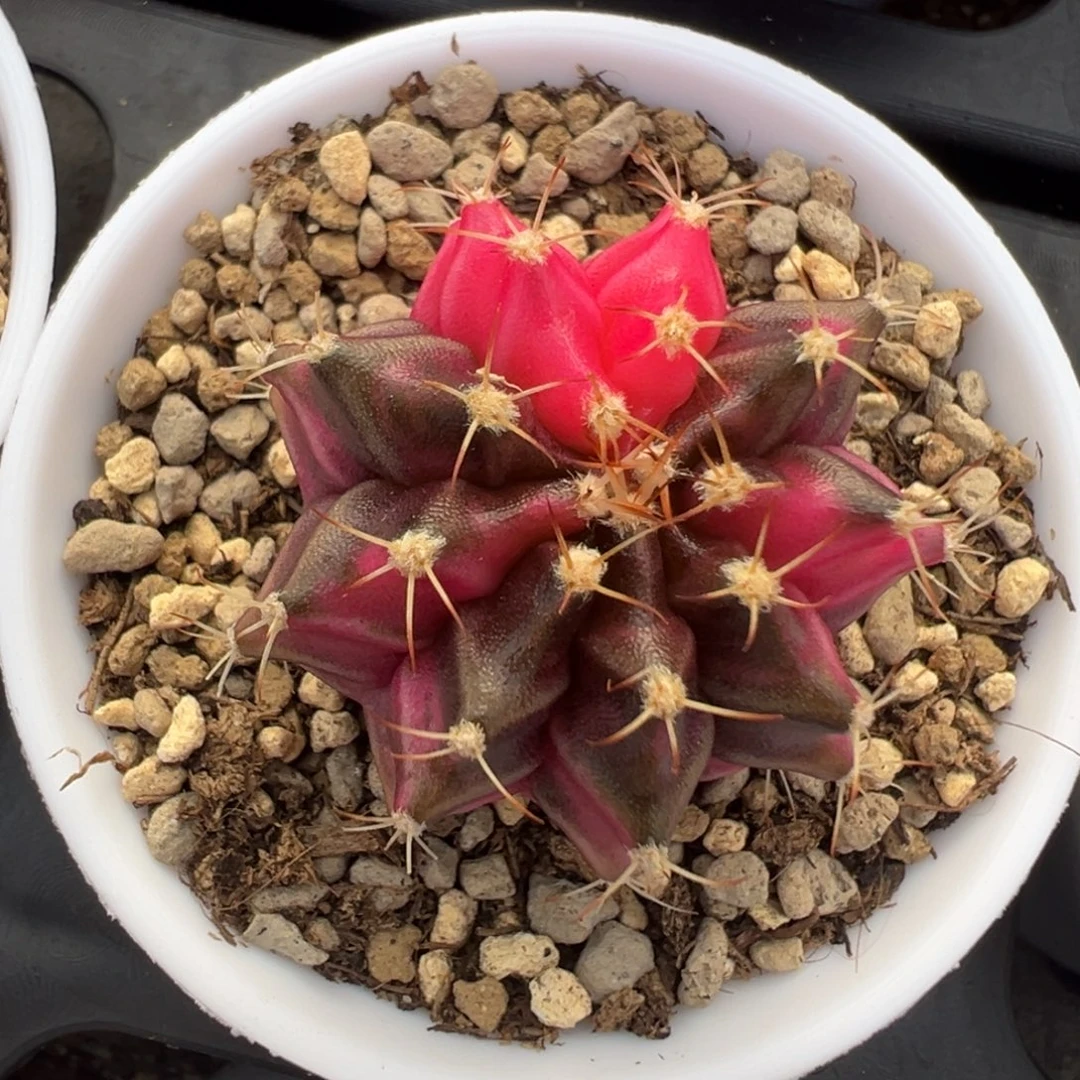 266 好看的米哈冲冲冲