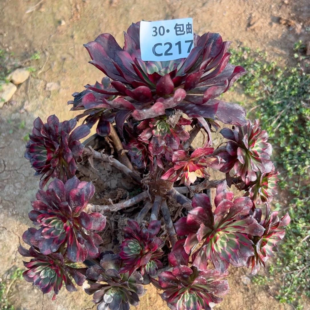 春*217 美姬多肉法师