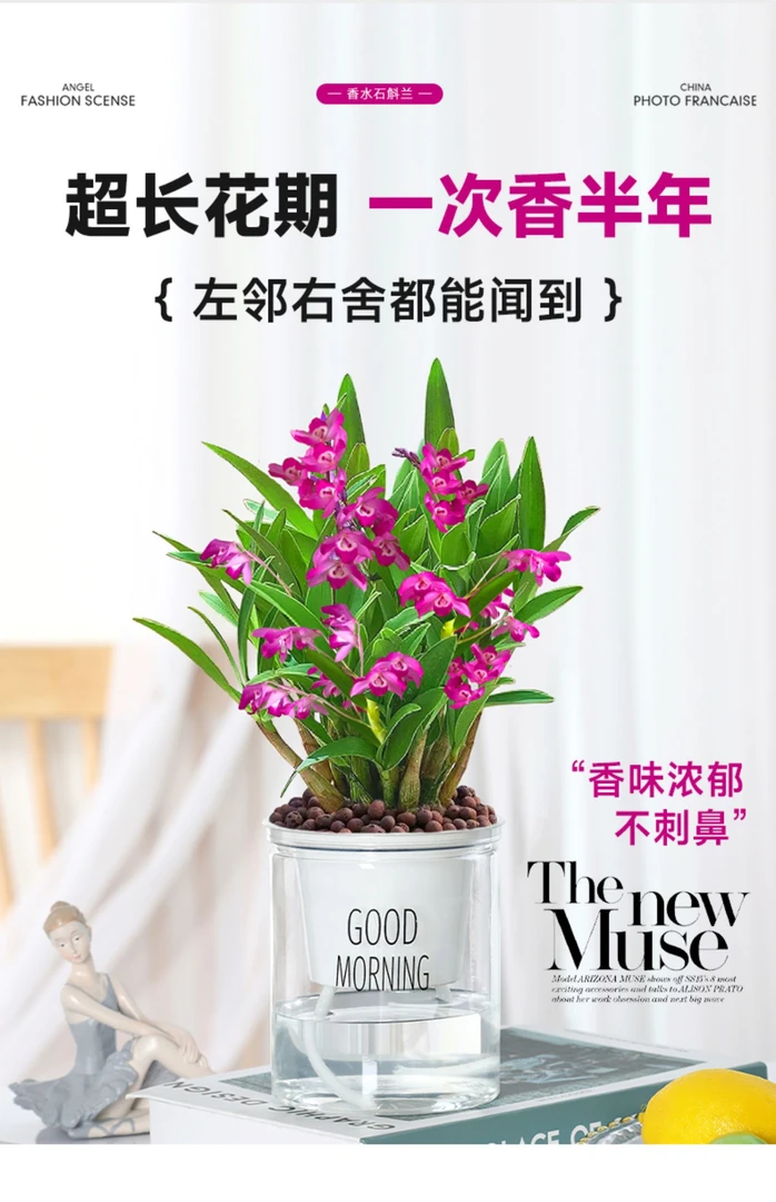 澳洲香水石斛兰盆栽水培室内外好养浓香花卉