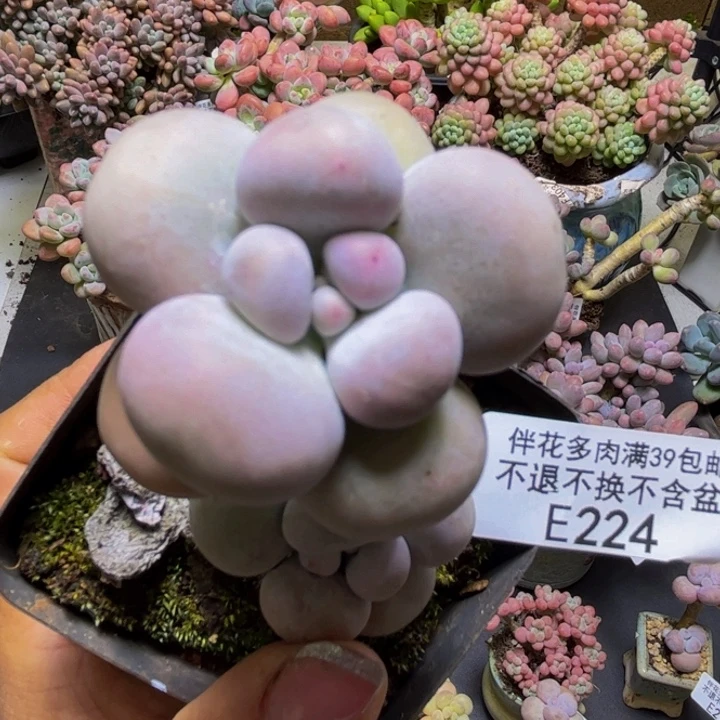 芭比奶酪224/5cm多肉