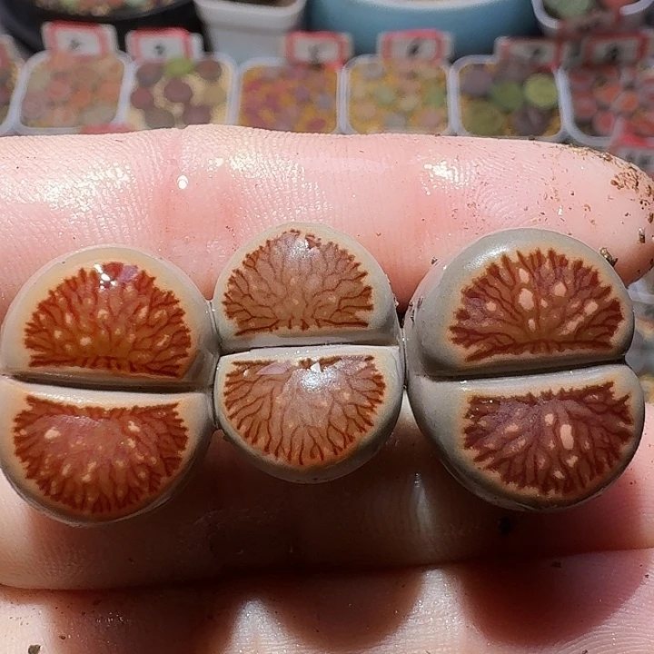 生石花1122222。   237