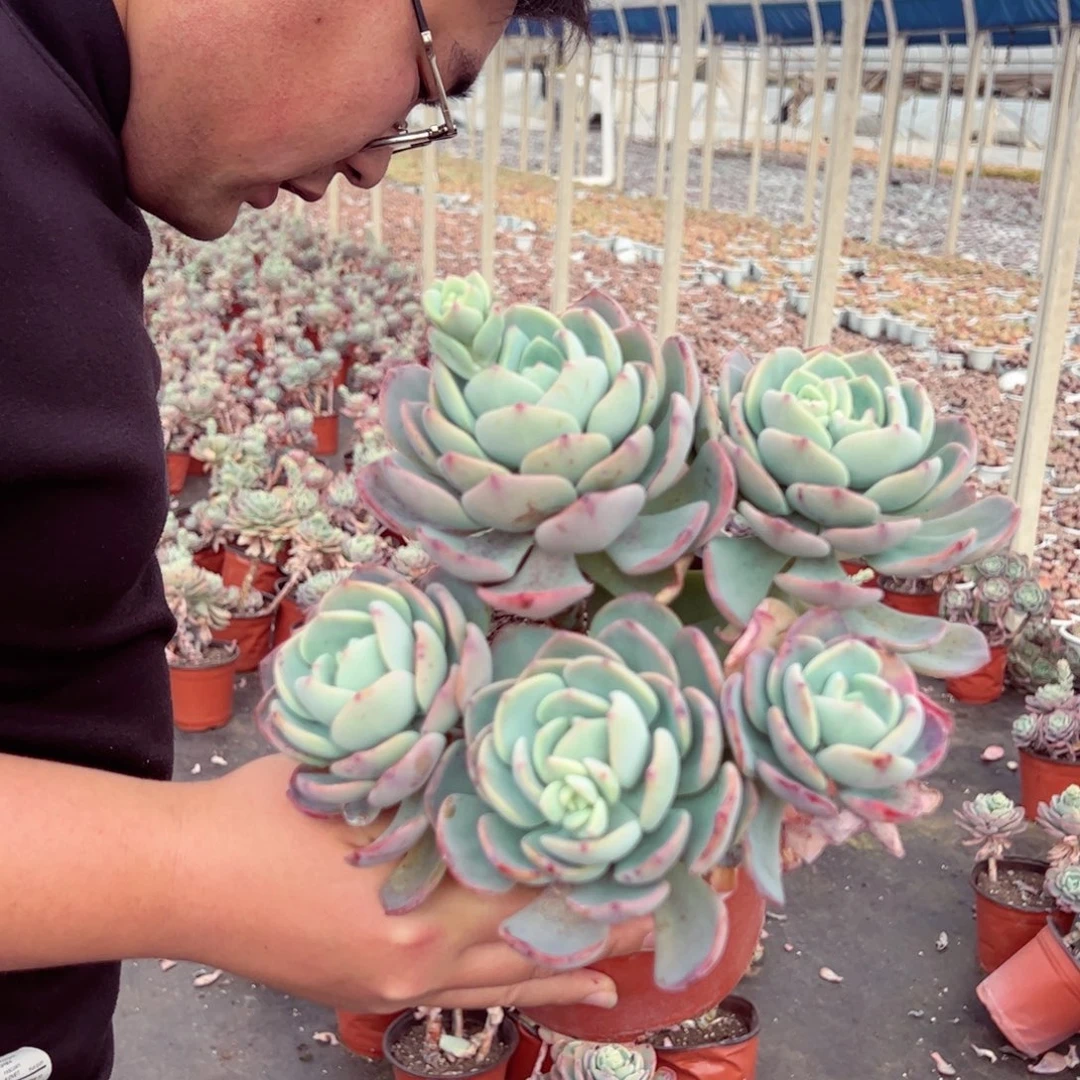 白月光三盆多肉植物