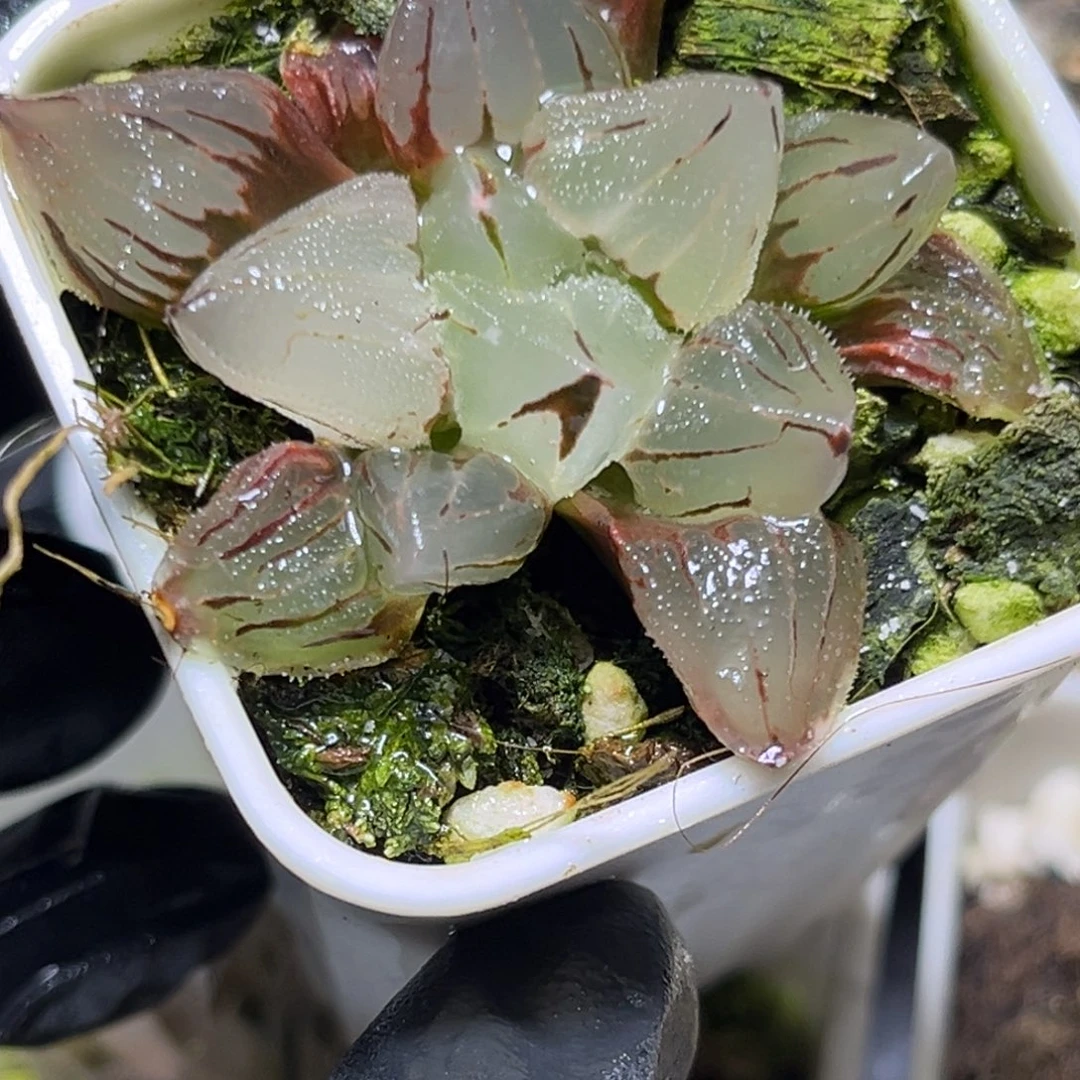 十二卷多肉植物1633冰玉鸾