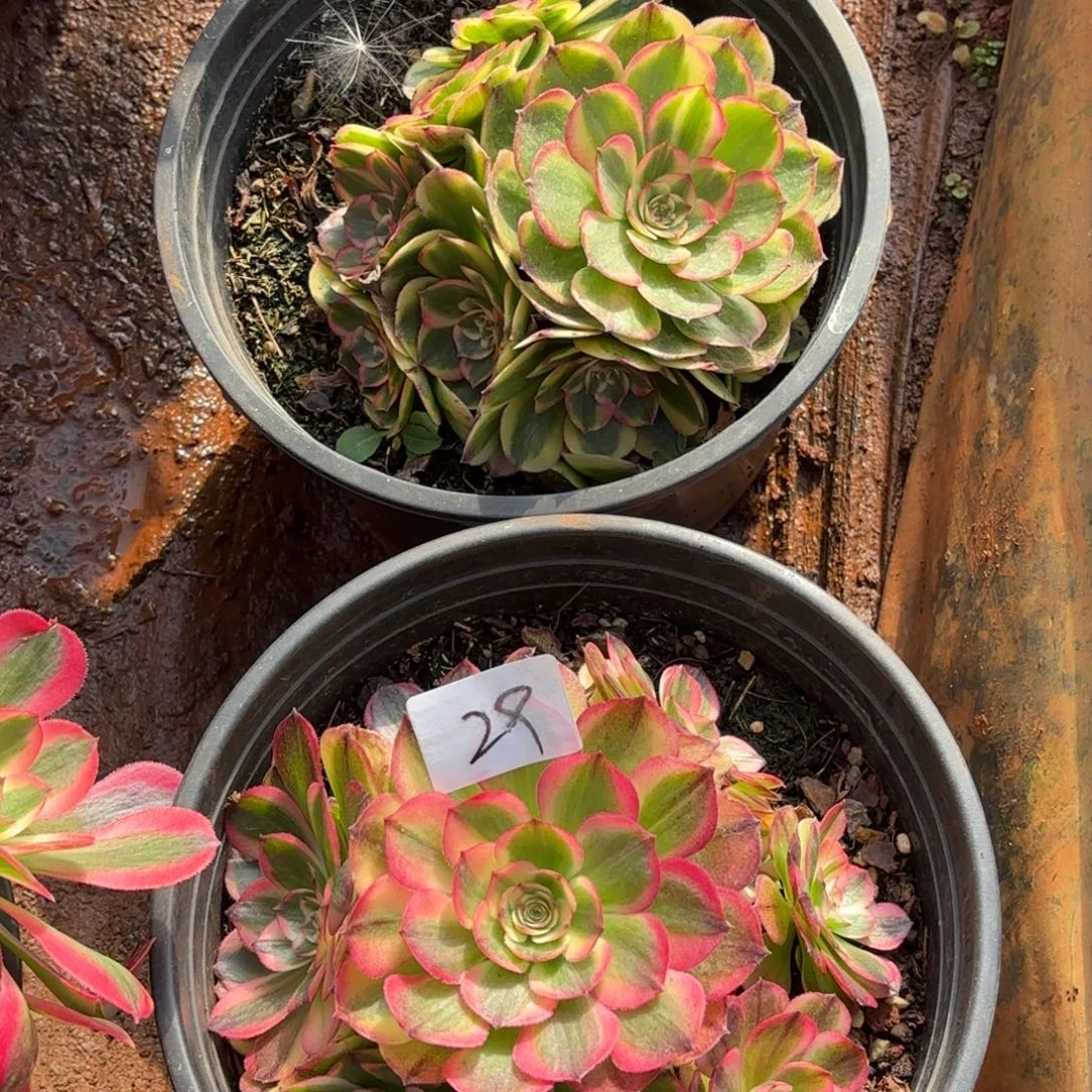 云南多肉植物组拍