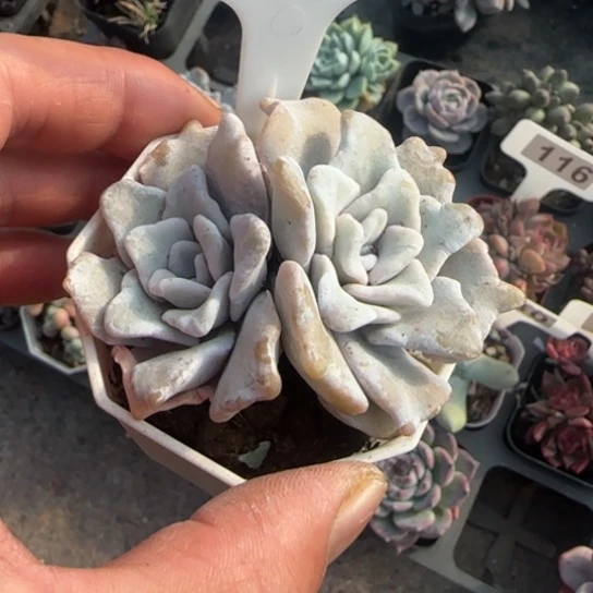 71芭蕾舞者多肉植物多