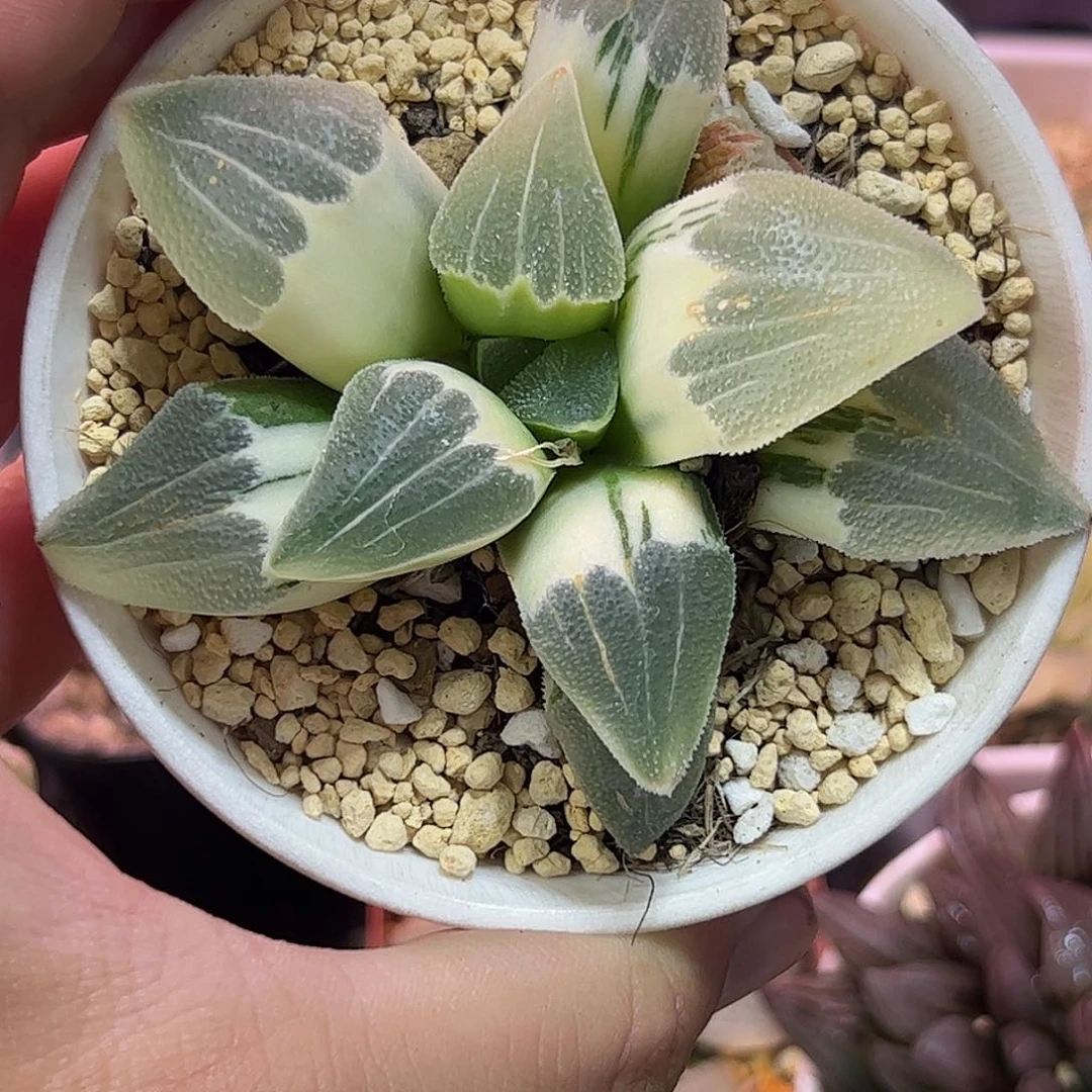 糊斑母本蓝光锦十二卷多肉