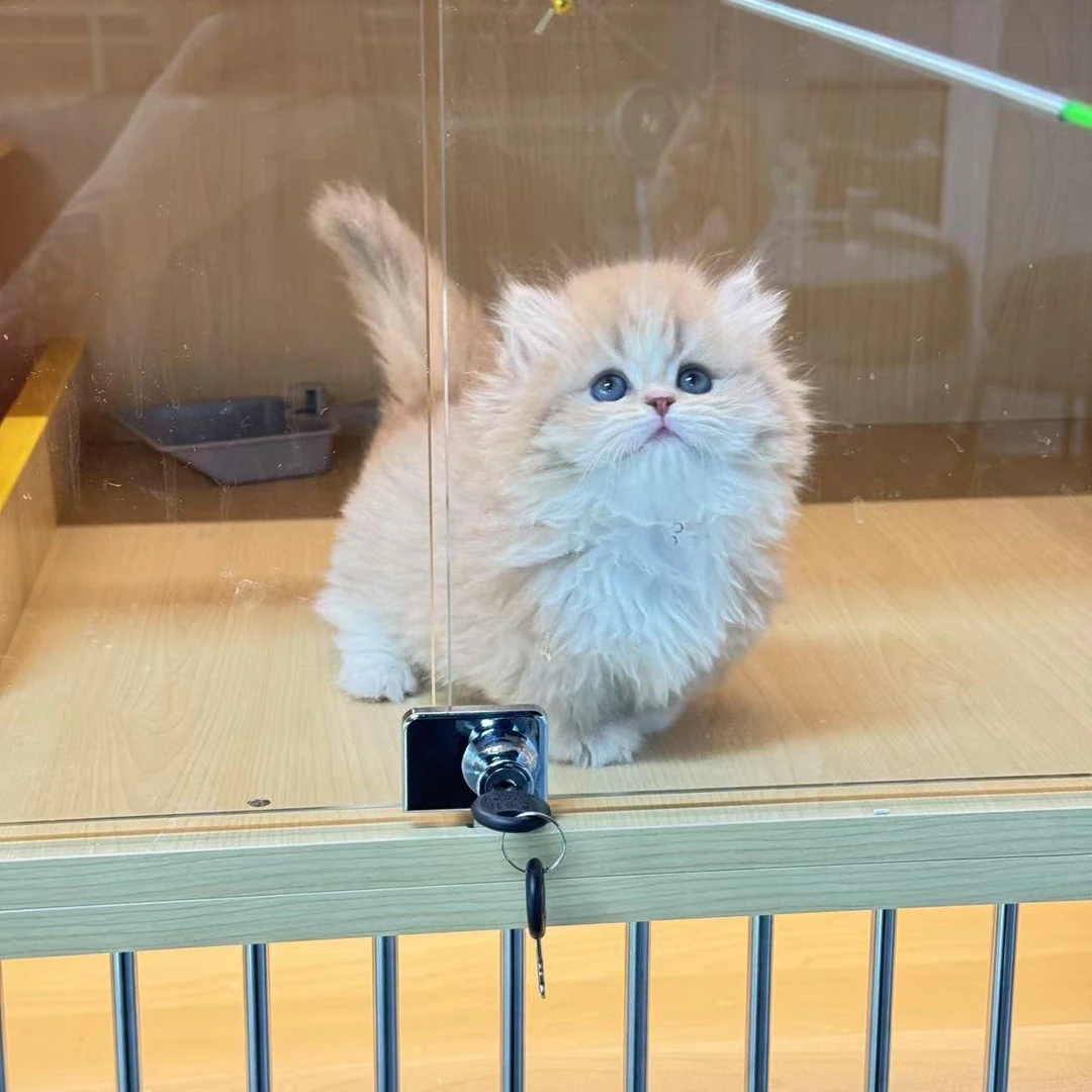 小凯说猫活体全款线上链接