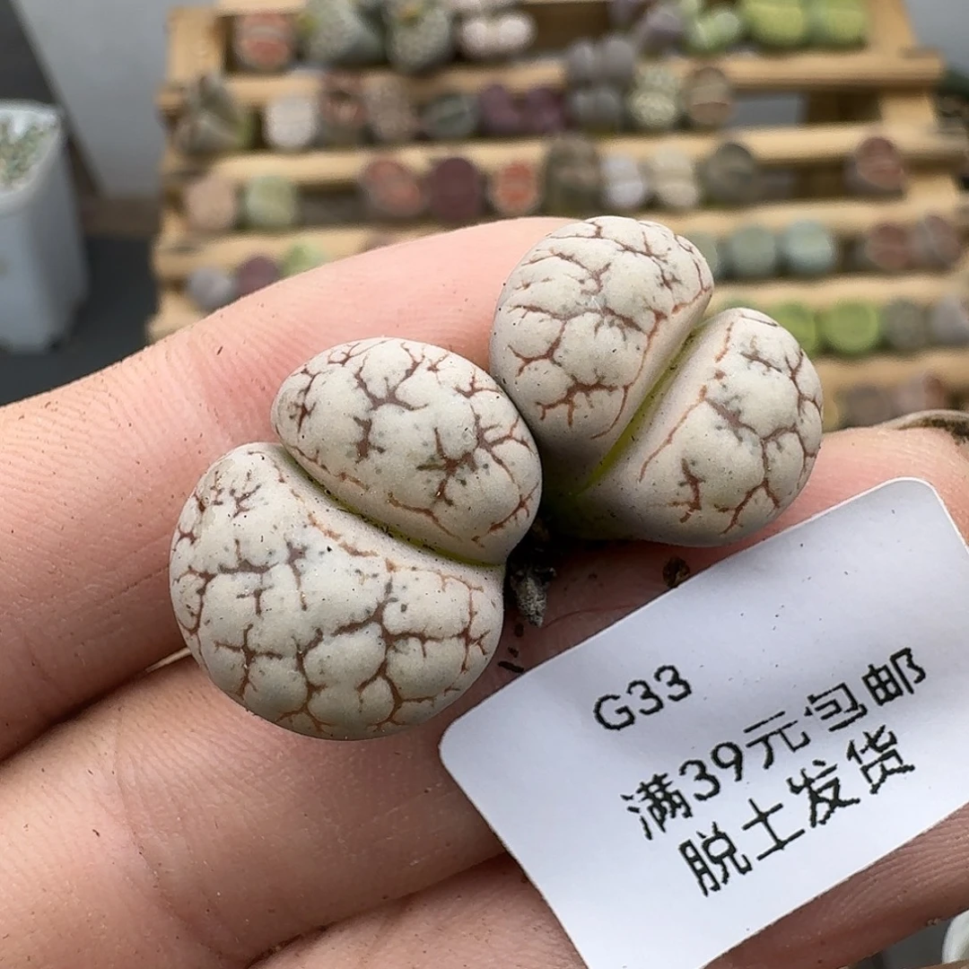 33多肉哈哈哈哈哈哈哈哈