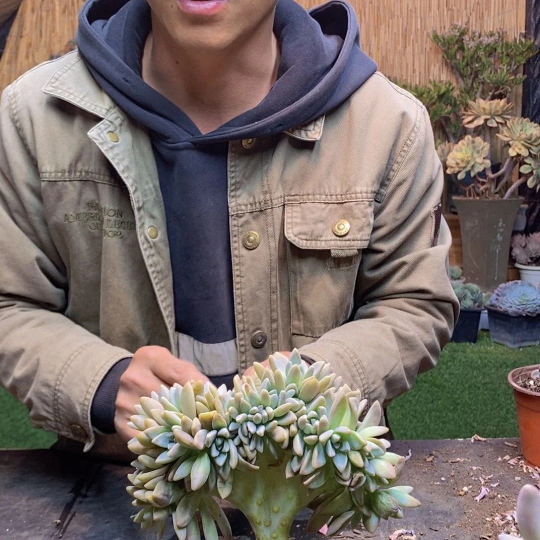 晤*D129号淡雪缀多肉