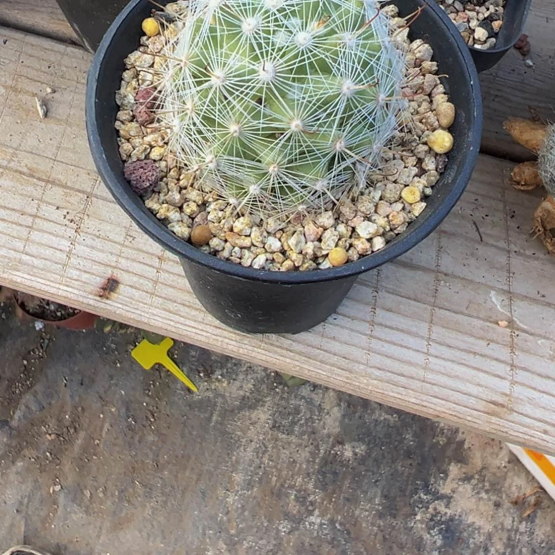 君*?明日之光仙人球多肉植物带盆土
