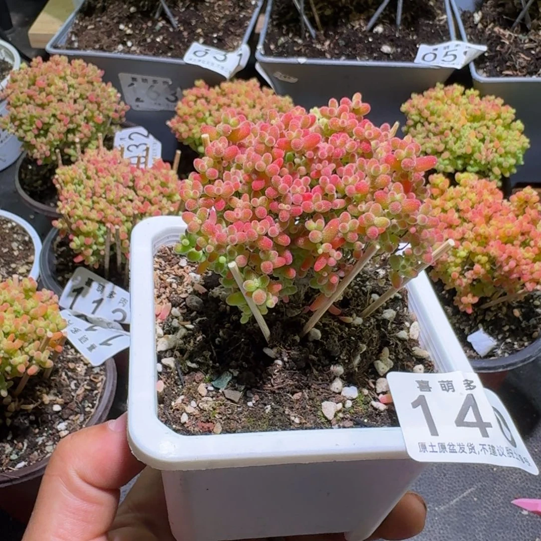 大****枝干番杏蜜橘糖球140