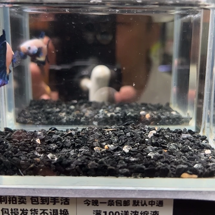 斗鱼竞拍跑单拉黑13日57