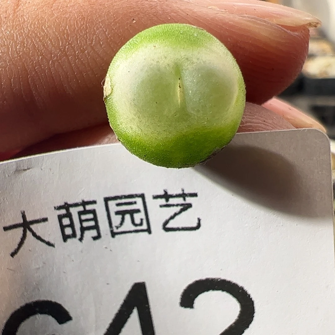 一物一拍。        642