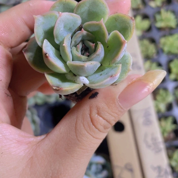 38精品店猎户座2颗一组