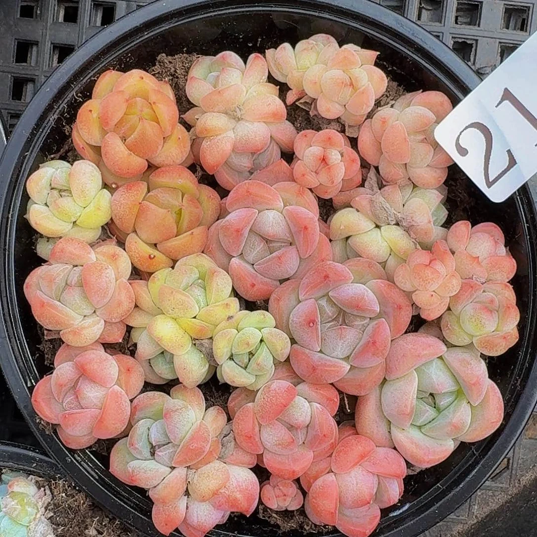 多肉植物多肉植物211