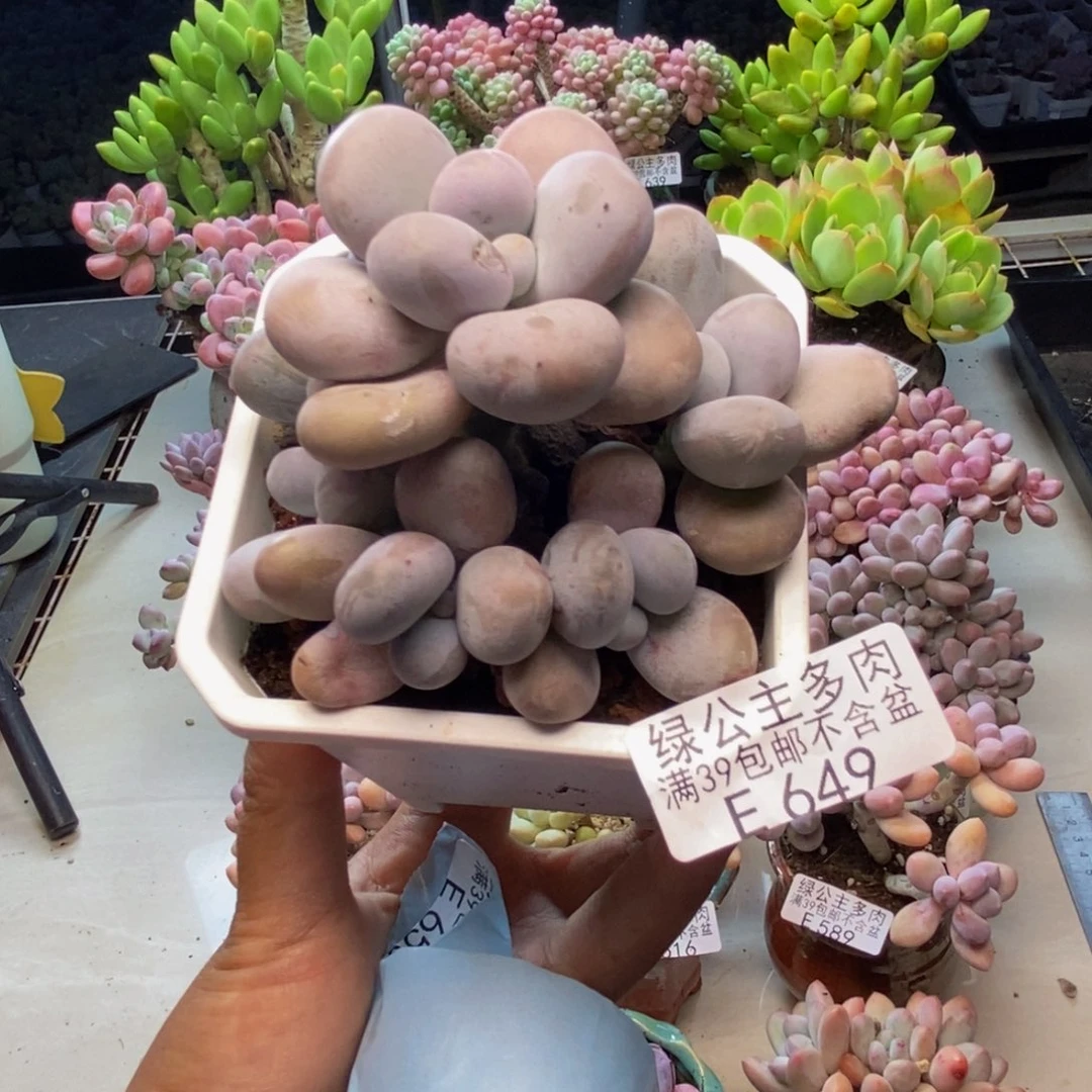 649水光针多肉8c m