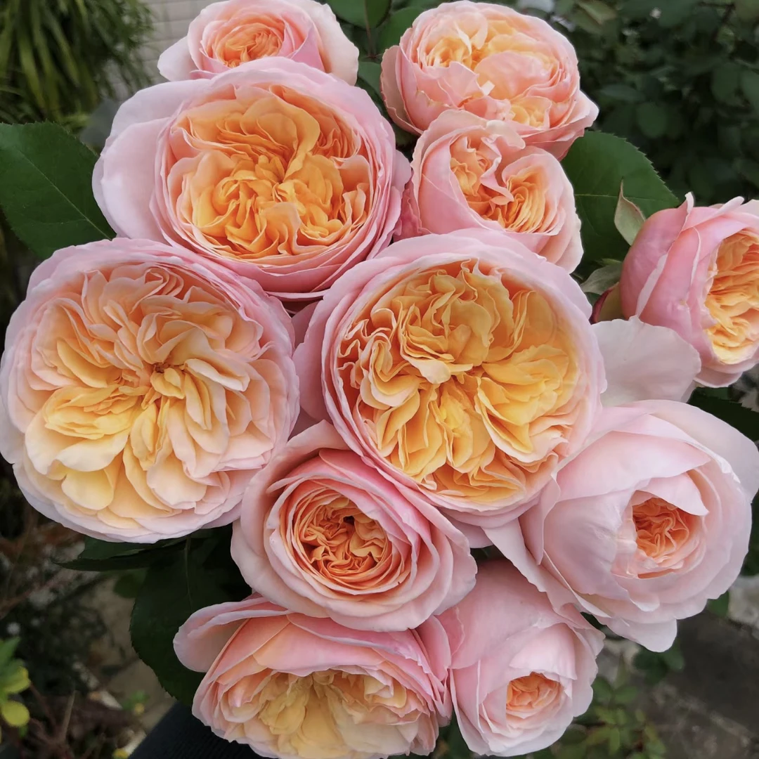 朱丽叶月季月季花爆开超大浓香灌木花卉植物庭院阳台玫瑰兰知春序