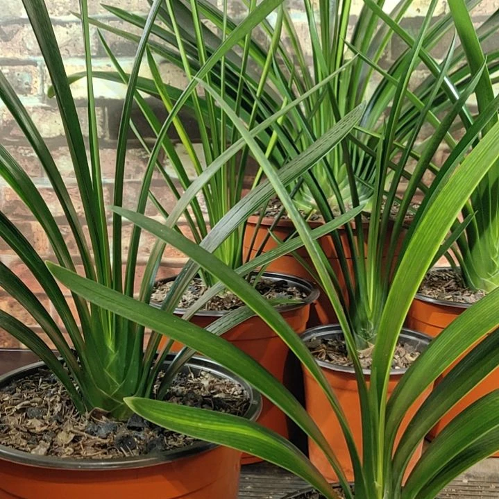 完全开放11111111