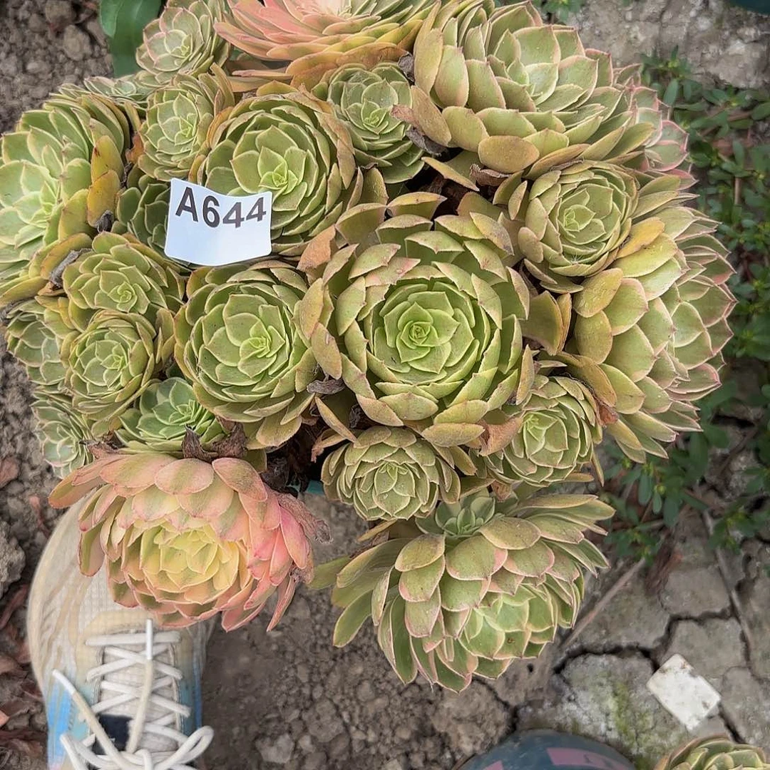 粉花妖8-10偏远不包邮