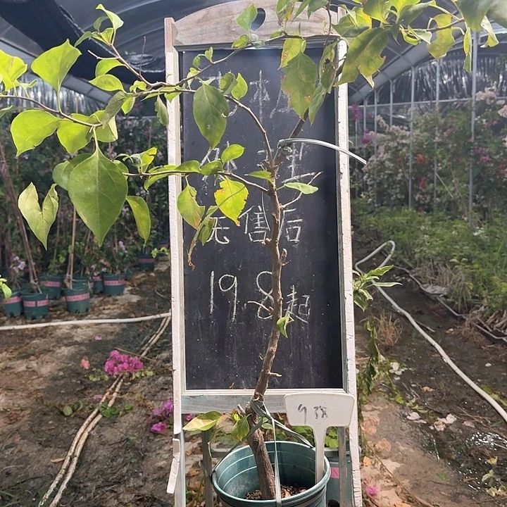 无花朵三角梅三角梅938