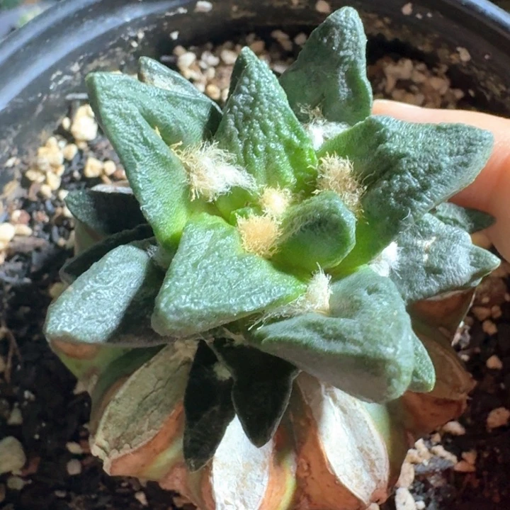 孤品龙角苗接皱优