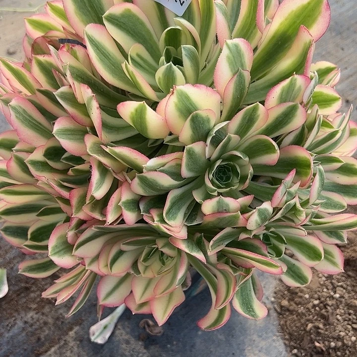 2.3-50女巫多肉植物