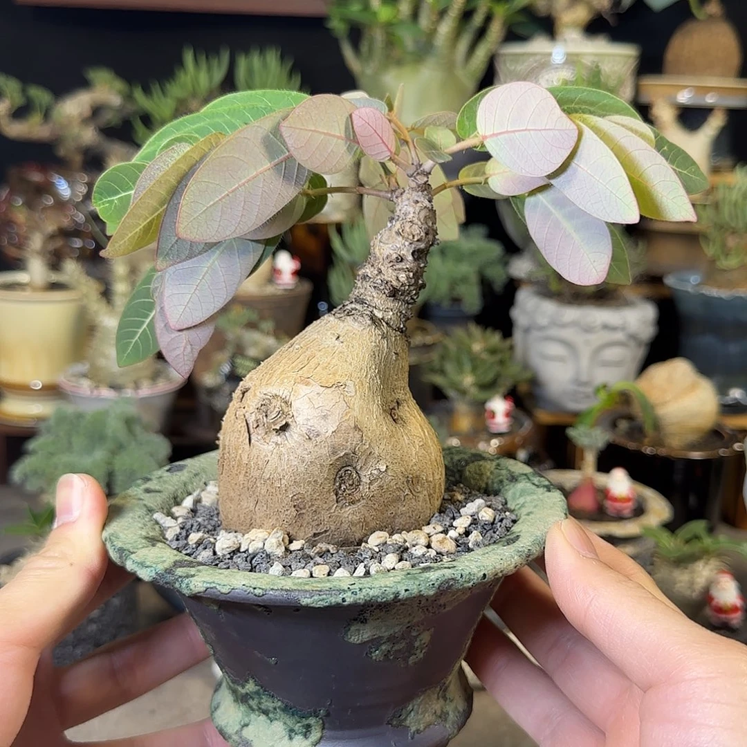 一物一拍奇异油柑280